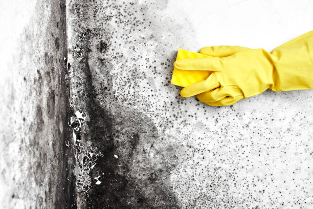 Best Certified Mold Removal  in Clifton, TN