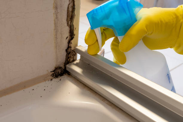 Best Toxic Mold Removal  in Clifton, TN