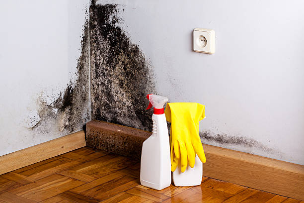 Best Toxic Mold Removal  in Clifton, TN